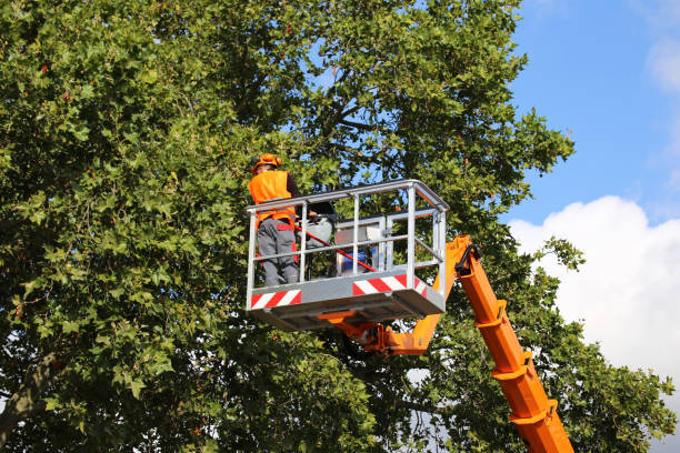 How Our Tree Care Process Works  in  Manila, AR